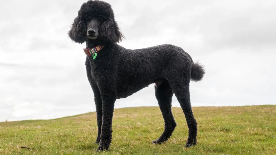 Poodle (Standard)